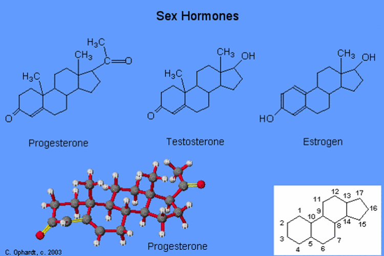 Progesteron, testoteron, dan estrogen merupakan contoh hormon steroid.