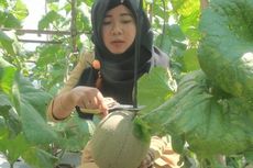 Kebun Buah Melon di Prabumulih, Pengunjung Dapat Memilih dan Memetik Sendiri