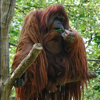 Orangutan di Kebun Binatang Berlin, Jerman