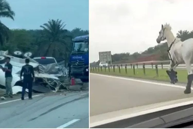 Tangkapan layar dari video kuda kabur dan lari di jalan tol setelah mobil pikap yang mengangkutnya kecelakaan di distrik Kemaman, Negara Bagian Terengganu, Malaysia, Minggu (12/3/2023).