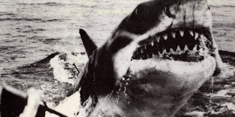 Rilis Film Jaws pada 1975 dan Meningkatnya Perburuan Hiu...