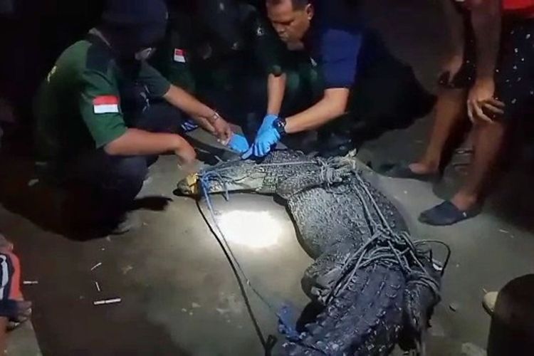 Kordinator Masyarakat Mitra Polisi Kehutanan (MMP) Pandu Nusa Buana, Nusakambangan Timur, Tarmuji memeriksa kondisi buaya muara (crocodylus porosus) yang tertangkap warga di Laguna Segara Anakan, Cilacap, Kamis (24/12/2020).