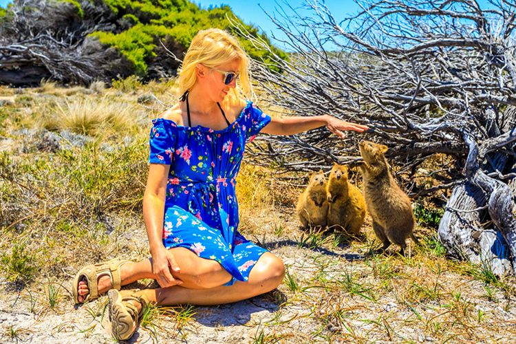 Bermain dengan Quokka di Pulau Rottnest.