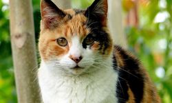 6 Fakta Kucing Calico, Si Belang Tiga Pembawa Keberuntungan 