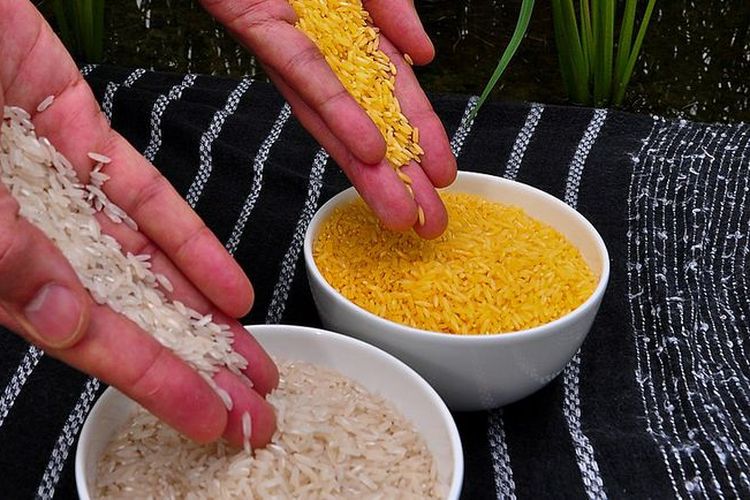 Beras emas disandingkan dengan beras biasa.