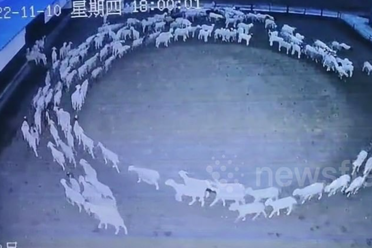 Tangkap layar video Kawanan domba di China tertangkap kamera berjalan berputar-putar selama dua belas hari penuh tanpa henti.
