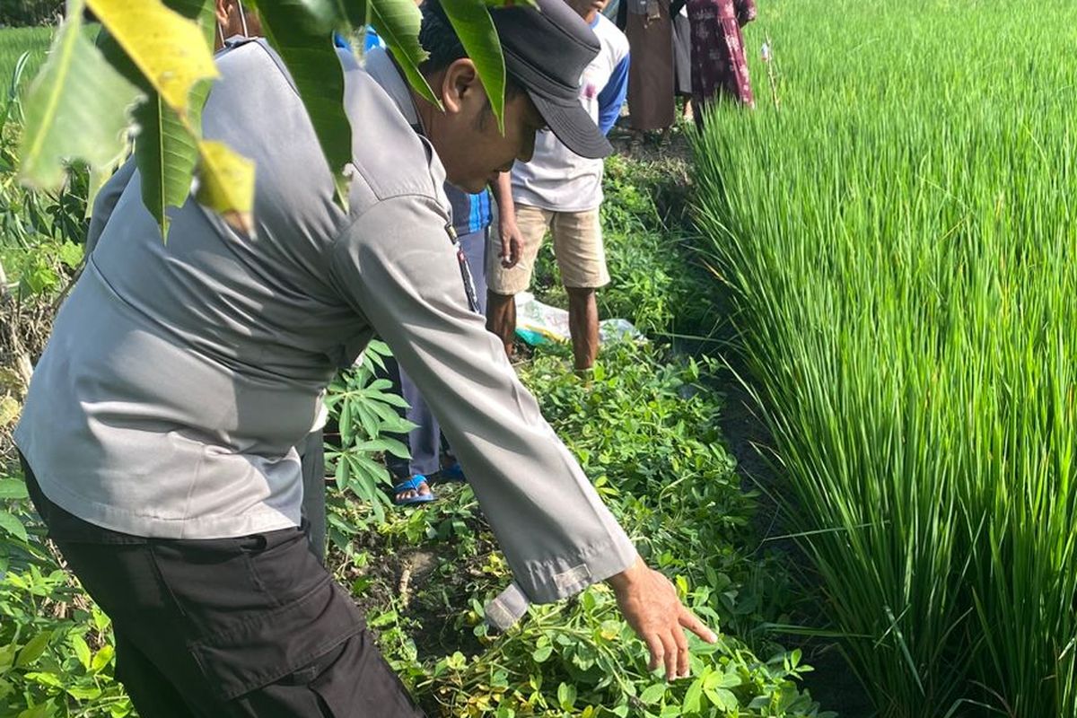 Aparat Kepolisian saat akan mengevakuasi seorang wanita yang meninggal dunia usai diduga tersengat aliran listrik di area persawahan Desa Kadiren, Kecamatan Kalitengah, Lamongan, Jawa Timur, Selasa (2/12/2025). 