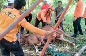 Sapi 400 Kg di Sampang Jatuh ke Sumur, Petugas Butuh Waktu 3 Jam Evakuasi
