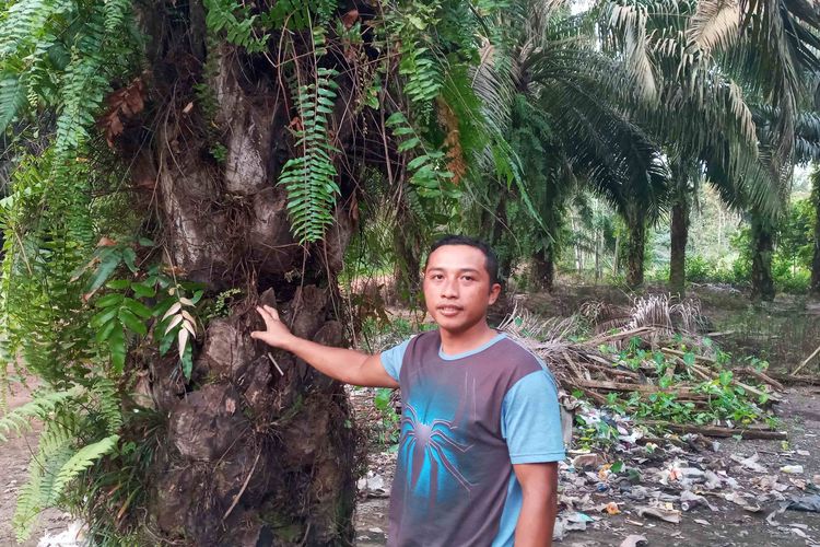 Nurkholis (34), pekerja kebun sawit di Arung Dalam, Koba, Bangka Tengah, Babel, Jumat (28/7/2023).