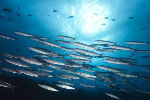 Keanekaragaman Hayati Laut Lindungi Ikan dari Perubahan Iklim