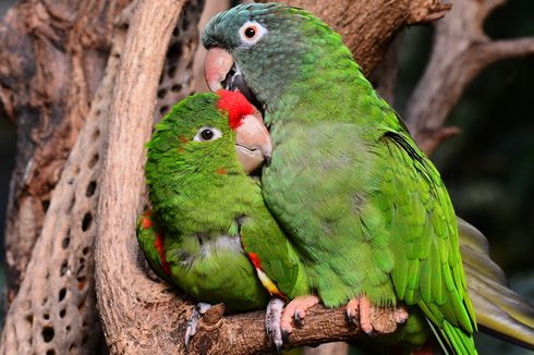 5 Tanda Burung Lovebird sedang Hamil