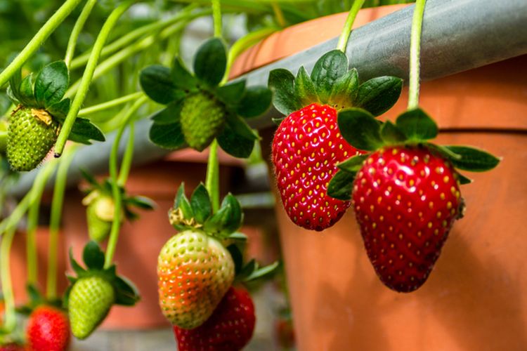 Ilustrasi menanam strawberry di dataran rendah
