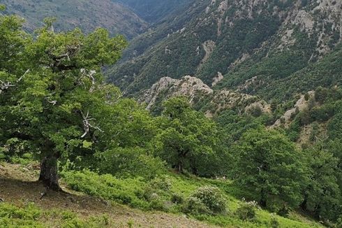 Berumur Panjang, Pohon Ek di Italia Berusia Hampir 1.000 Tahun
