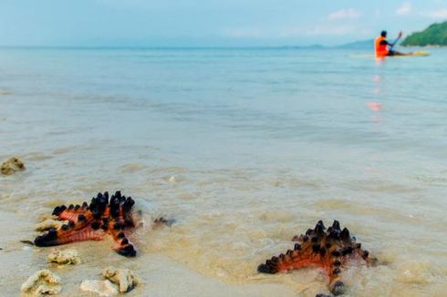 Serba-serbi Hewan, Bagaimana Cara Bintang Laut Makan?