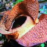 Rafflesia yang Mekar di Kebun Raya Bogor Boleh Dilihat Pengunjung