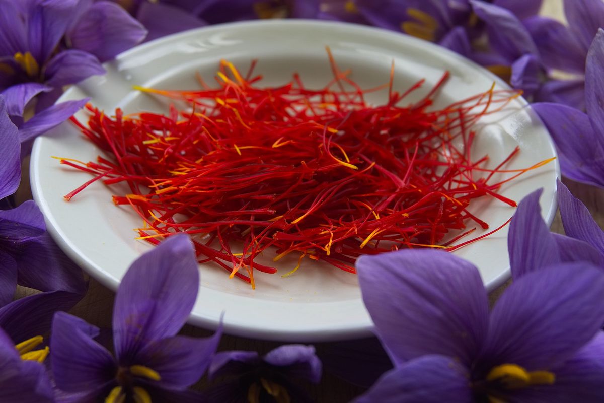 Ilustrasi saffron, bunga saffron.
