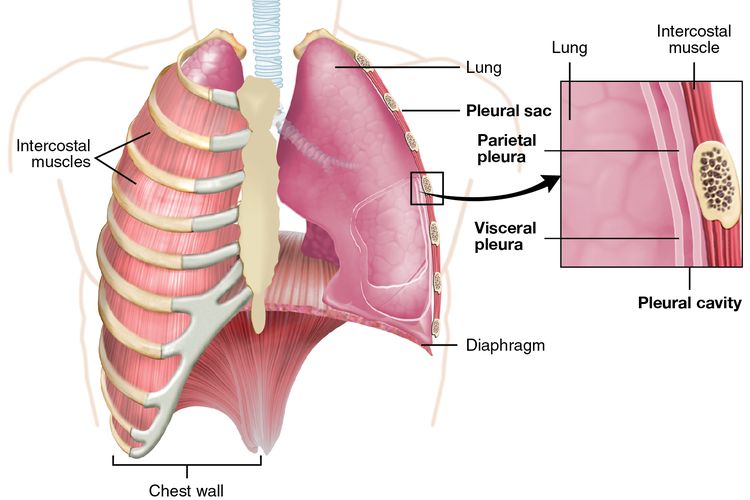 Pleura, Struktur yang Melindungi Paru-paru
