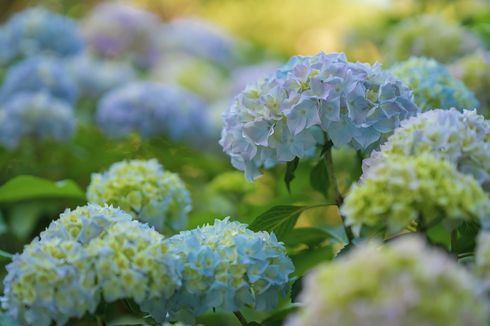 Mengenal Hydrangea, Bunga yang Bisa Berubah Warna