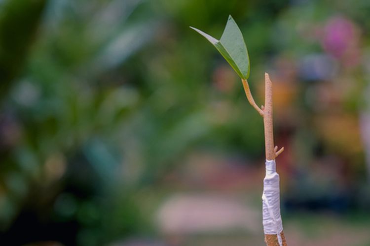 Ilustrasi grafting, sambung pucuk durian