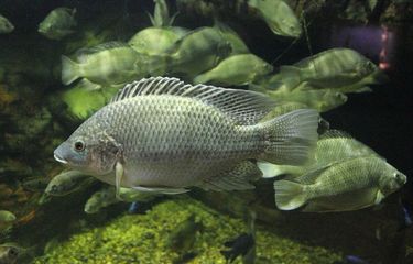 Cara Ikan Mujair Memelihara Telurnya