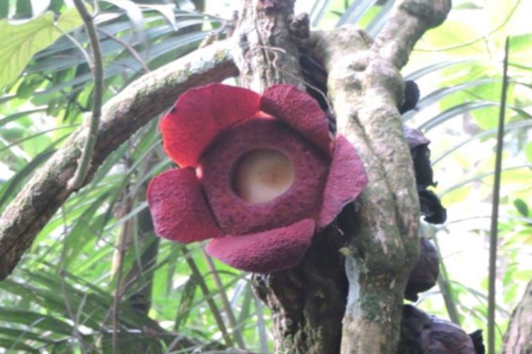 Bunga Rafflesia rochussenii yang mekar di Taman Nasional Gunung Gede Pangrango