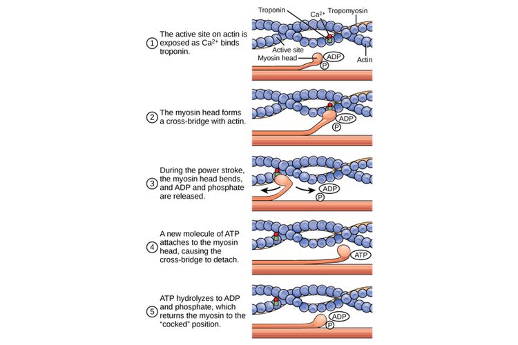 Pergeseran jembatan silang aktin dan miosin yang menyebabkan kontraksi otot