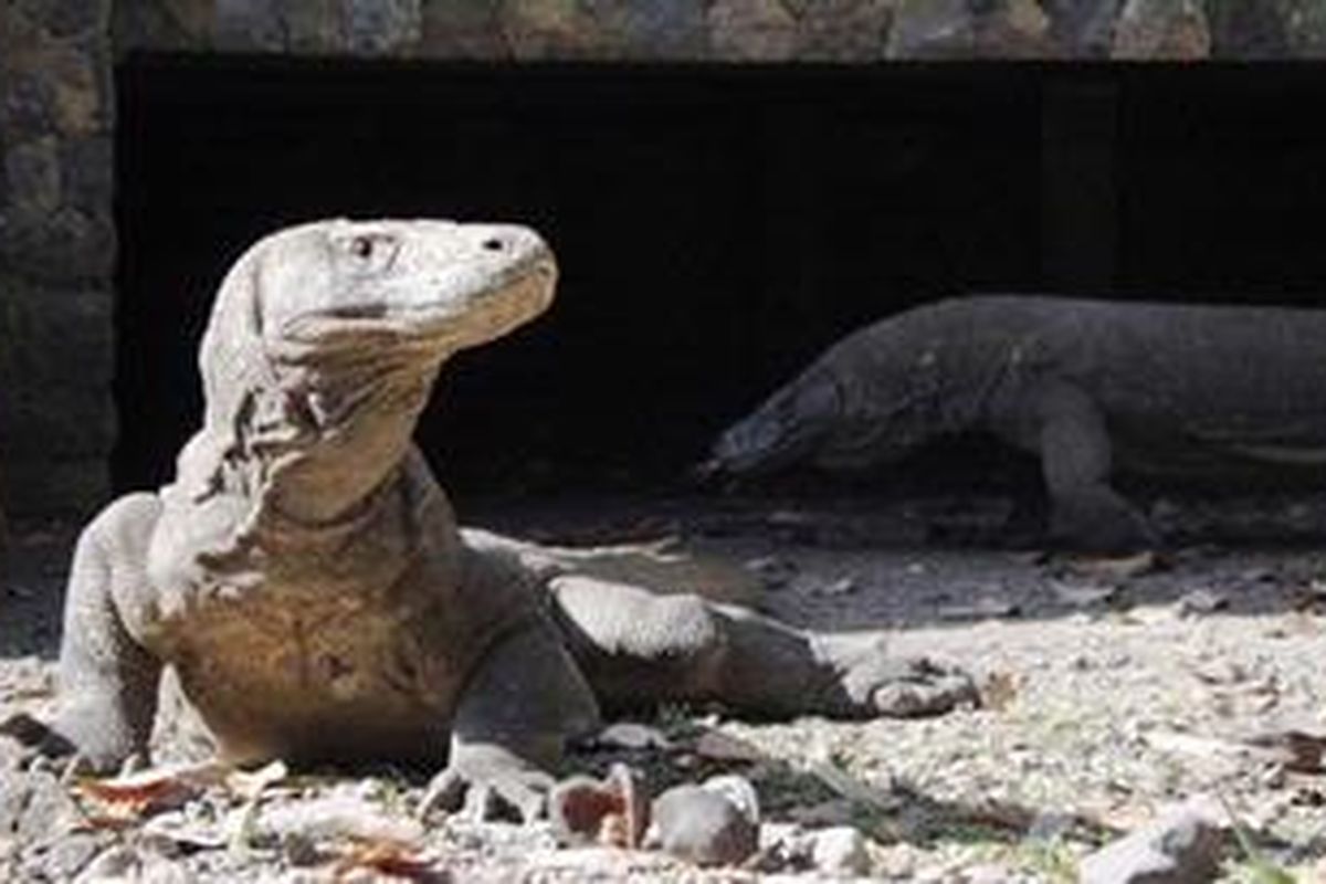 Komodo di Pulau Komodo, Manggarai Barat, Nusa Tenggara Timur.