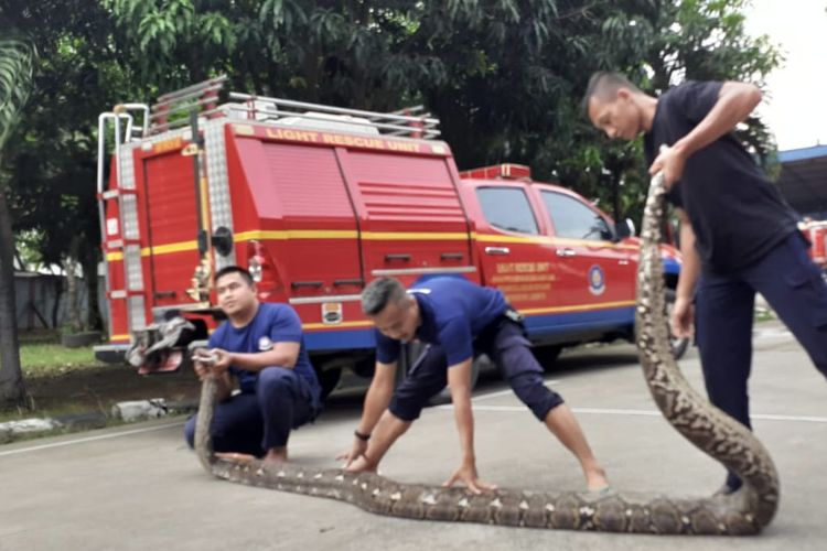 Petugas pemadam kebakaran mengevakuasi ular sanca sepanjang 7 meter di Muar Baru, Penjaringan, Jakarta Utara pada Rabu (1/2/2023). 