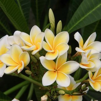Ilustrasi bunga kamboja.