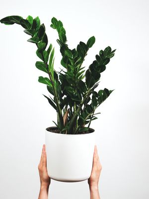 Ilustrasi tanaman ZZ atau ZZ plant (Zamioculcas zamiifolia). 