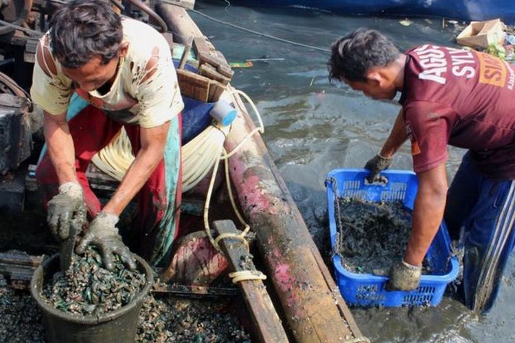 Nelayan membersihkan kerang hijau yang diambil dari Teluk Jakarta.