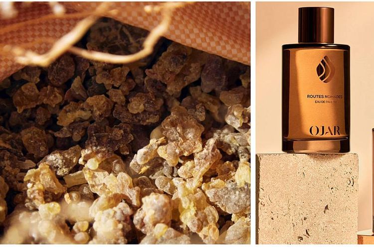 Bukan Cuma untuk Dibakar, Kemenyan Indonesia Bisa Jadi Parfum dan Produk Bernilai Tinggi