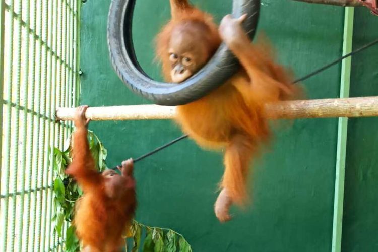 Dua individu orangutan sumatera (Pongo abelii) 'pulang kampung' setelah sebelumnya dipelihara oleh warga di Semarang, Jawa Tengah. Orangutan jantan Asto dan betina Asih itu manambah daftar orangutan yang sudah direpatriasi atau dipulangkan ke asalnya di Sumatera Utara