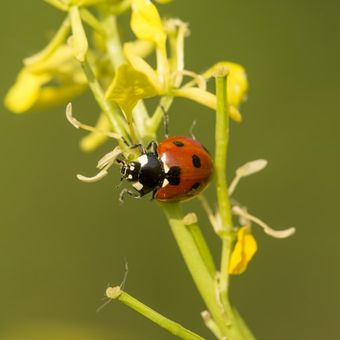 ilustrasi kumbang lady atau lady beetle