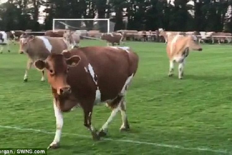Ratusan ekor sapi menyerbu sebuah lapangan sepak bola di Pulau Guernsey mengakibatkan pertandingan terpaksa dibatalkan.
