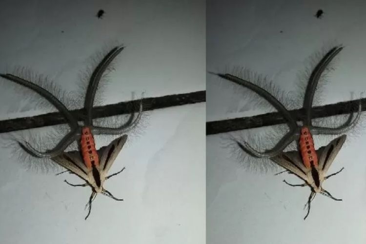 Creatonotos gangis atau ngengat yang terlihat seperti bertanduk. Serangga ini ditemukan di Kebumen, Indonesia.