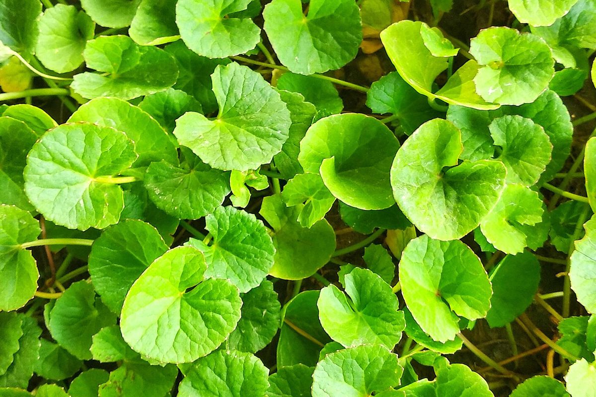 Ilustrasi tanaman pegagan (Centella asiatica).