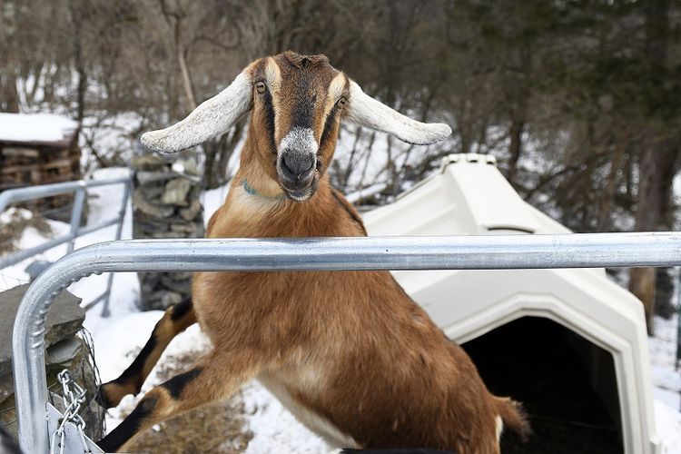 Kambing bernama Lincoln yang terpilih dalam pemilihan wali kota di Fair Haven, negara bagian Vermont, pada 6 Maret 2019 lalu.