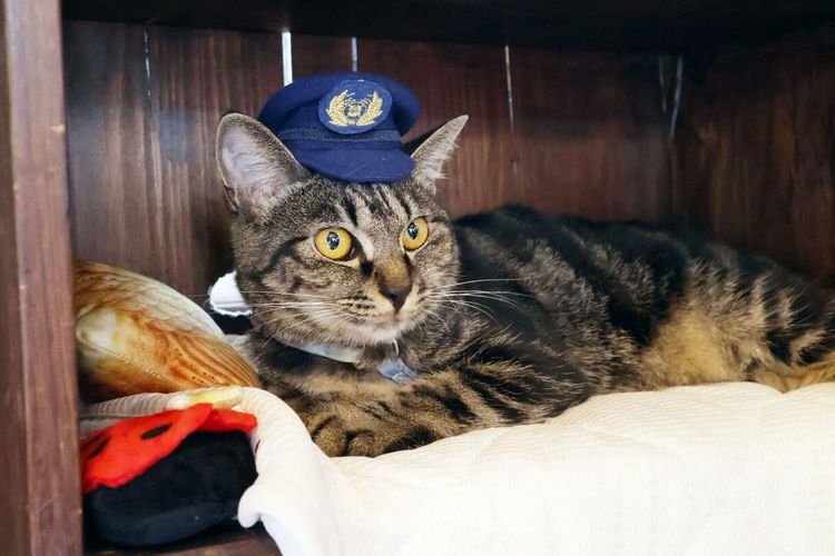 Kucing Diangkat Jadi Kepala Stasiun di Jepang demi Tarik Minat Wisatawan