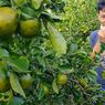 Berburu Buah Jeruk di Ladang Pasir Pinggir Pantai Kulon Progo, Peminat Tinggi Meski Pandemi