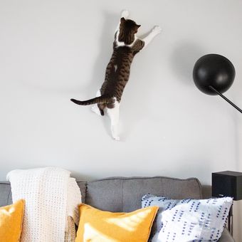 Ilustrasi kucing melompat.