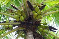 7 Jenis-jenis Kelapa Dalam yang Tumbuh di Indonesia