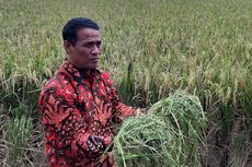 Bawa Solusi Harga Gabah Kering, Petani Indramayu Antusias Sambut Mentan