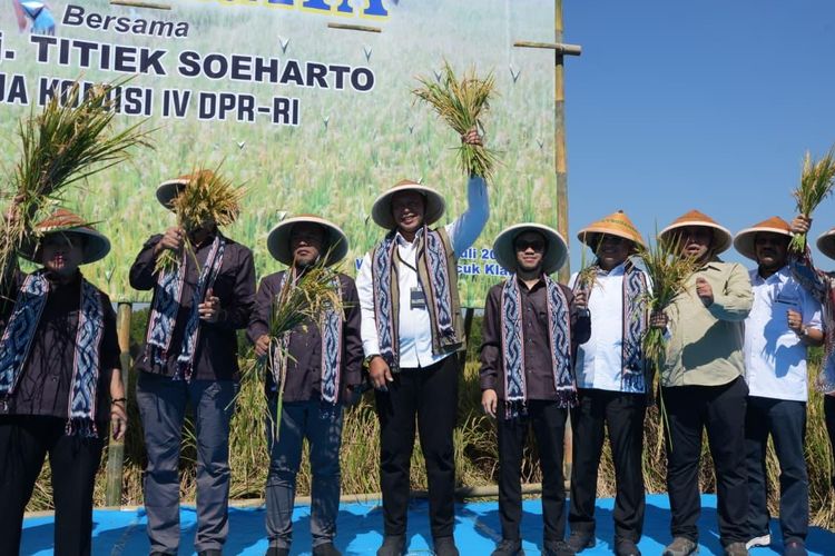 Bulog: Serapan Gabah 3,2 Juta Ton pada Semester I 2026, Stok Beras 5,4 Juta Ton