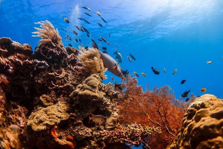 Ilustrasi daya tarik bawah laut di Raja Ampat, Papua Barat.