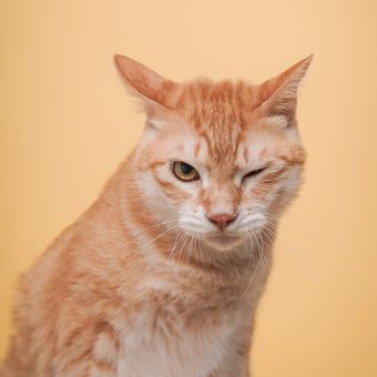 Ilustrasi kucing mengedipkan satu matanya.