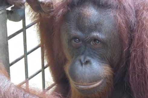Tujuh Orangutan Dilepasliarkan di Kutai Timur