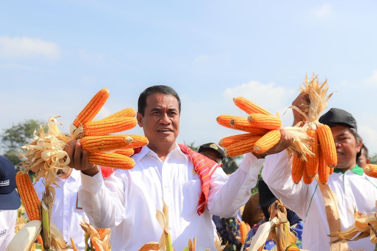 Menteri Pertanian Andi Amran Sulaiman memanen jagung sebanyak 8 ton per hektar di Kelurahan Kemenangan Tani, Kecamatan Medan Tuntungan, Kota Medan, Senin (5/2/2024). 