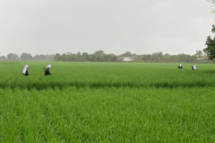Tradisi Mapag Tamba, salah satu tradisi di Indramayu.