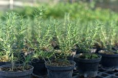 Rosemary, Tanaman Aromatik Kuno yang Bisa Bantu Lawan Alzheimer